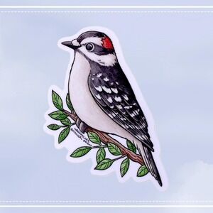 3 for $15 - Downy Woodpecker Bird Sticker - Waterproof Vinyl